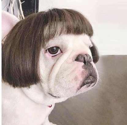 最搞笑的動物假髮 | Funniest Wig For Your Animal