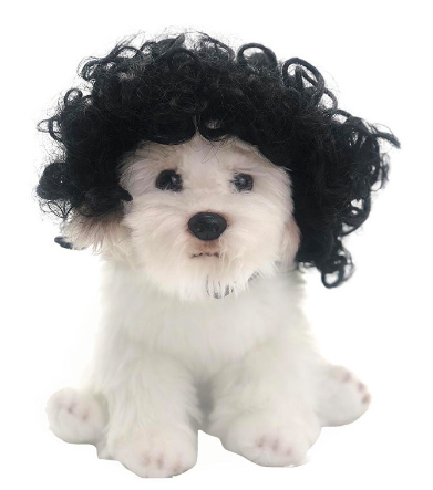 最搞笑的動物假髮 | Funniest Wig For Your Animal